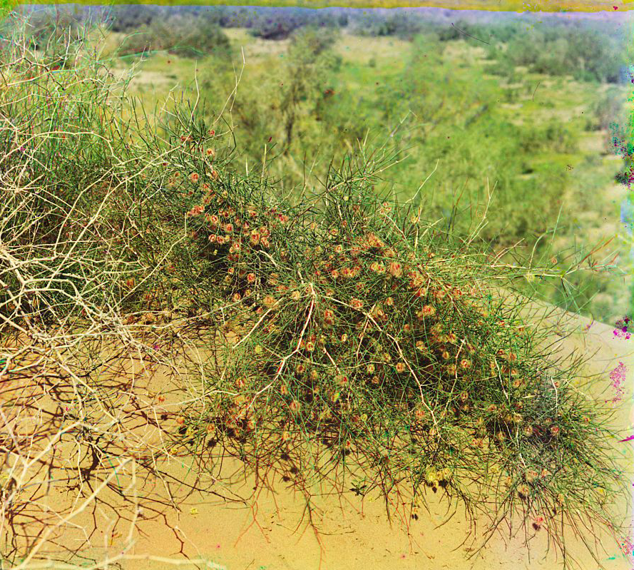 . . -. Calligonum  . / [.] 