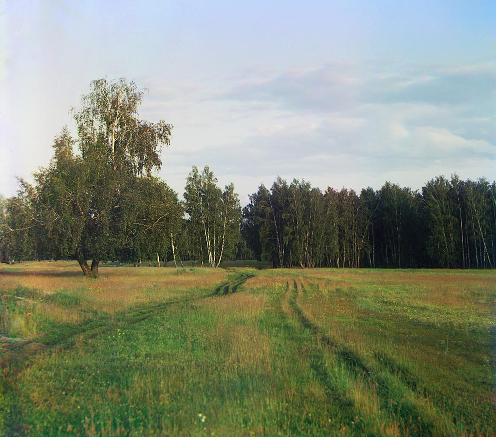 С. М. Прокудин-Горский. Березовый лес. 1912 год С. М. Прокудин-Горский. Березовый лес. 1912 год