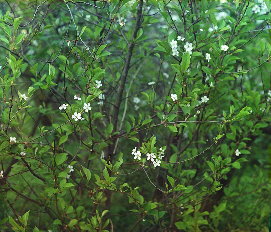 С. М. Прокудин-Горский. Вишневые деревья в цвету. Лето 1910 года