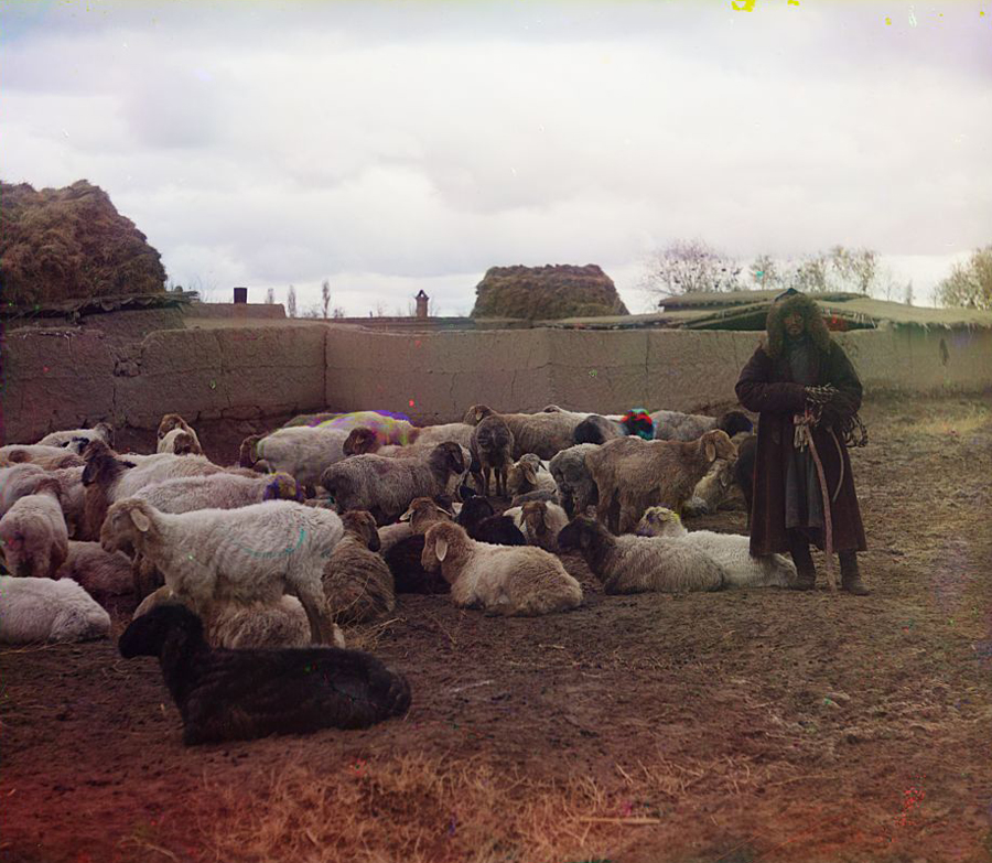 С. М. Прокудин-Горский. Курдючные овцы. Голодная Степь. 1911 г.