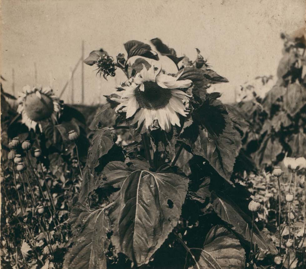 С. М. Прокудин-Горский. Подсолнечник. Лето 1910 года С. М. Прокудин-Горский. Подсолнечник. Лето 1910 года