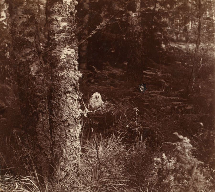 С. М. Прокудин-Горский. Молодая сова в лесу. Этюд. 1910 год